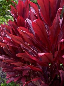 red ti leaf plant